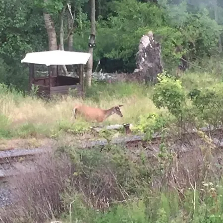 Azyl W Szklarskiej Porebie * Szklarska Poreba