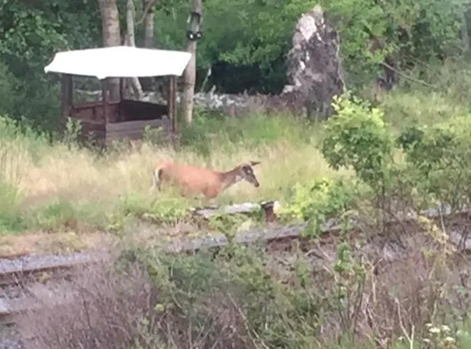 Azyl W Szklarskiej Porebie * Schreiberhau